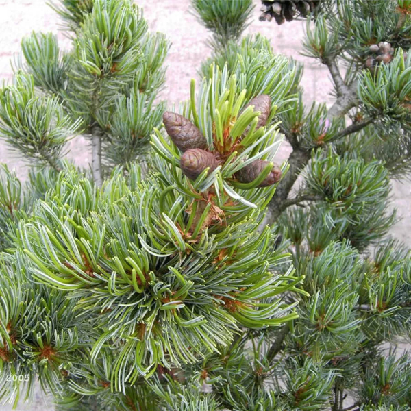 Pinus parviflora Pentaphylla Glauca  2